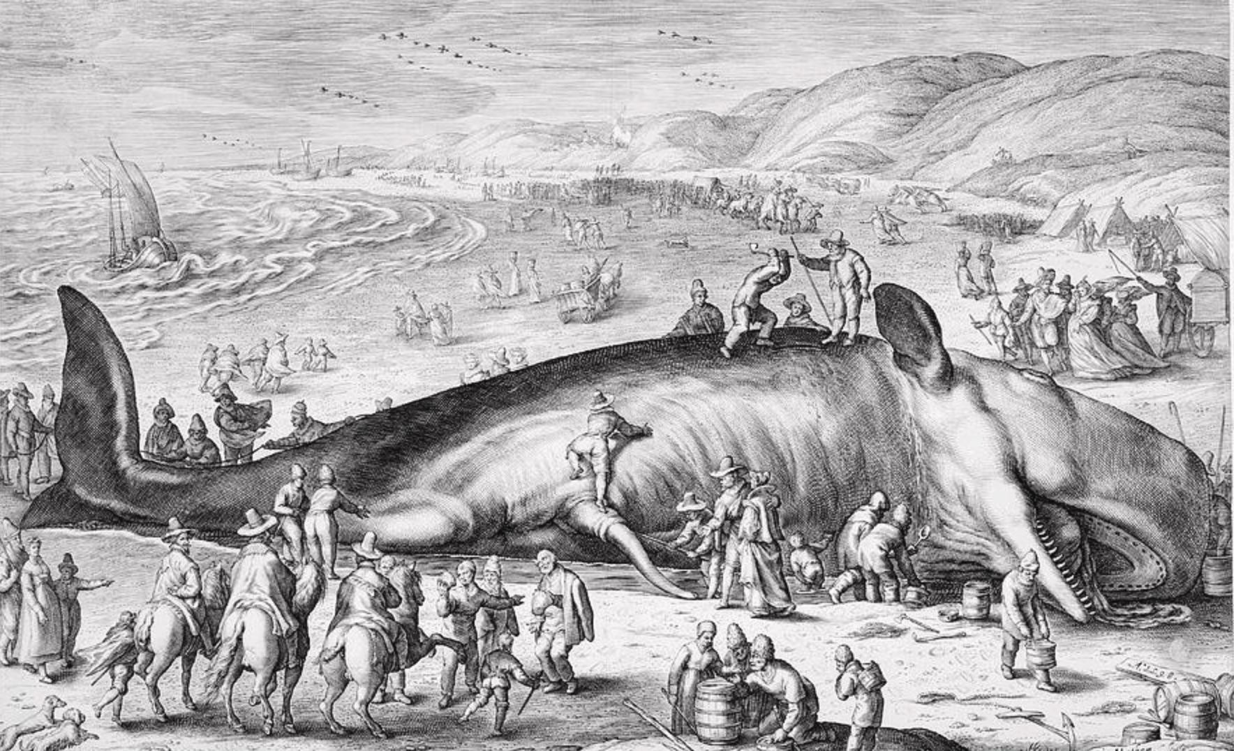 hendrik goltzius whale